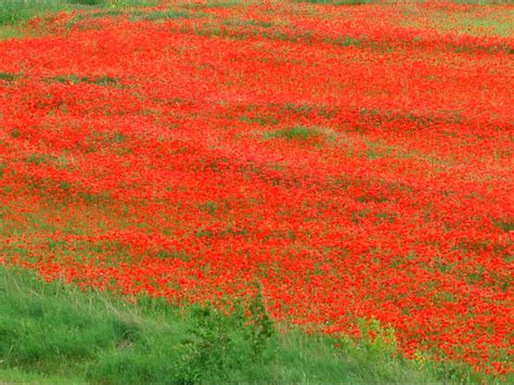 Poppy Fields Near Carcassonne France Poppies Visit France Dream