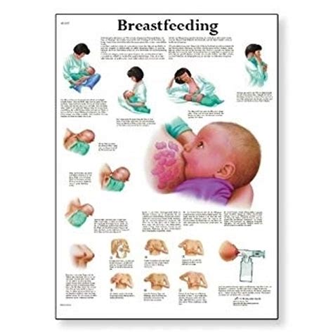 Breastfeeding Charts Displays And Posters
