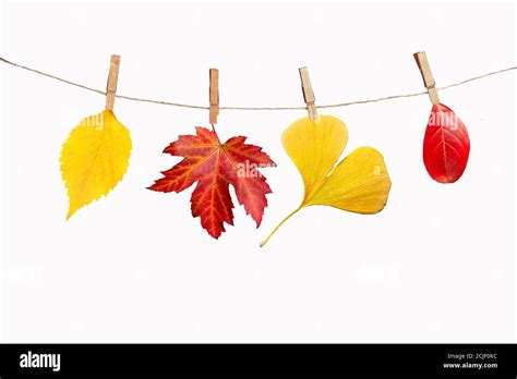 Four Autumn Leaves Hanging On A Rope Isolated On White Background