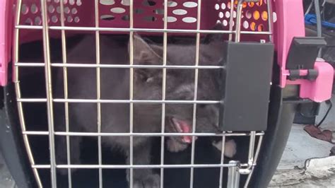 Over 70 Cats And Kittens Rescued From Hoarding Situation In Hardee County