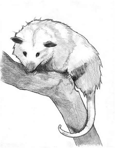Possum Sketch Coloring Page Color Luna Opossum Realistic Animal