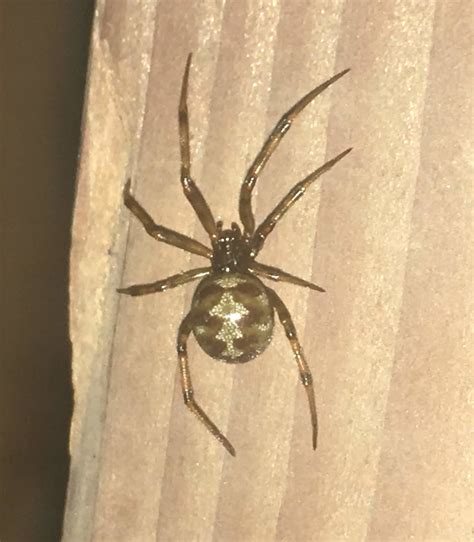 Steatoda Triangulosa Triangulate Cobweb Spider In Charleston West