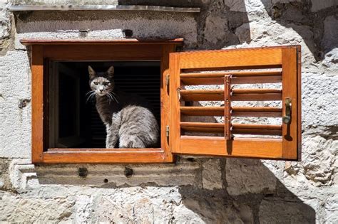 Cat On A Window In The Walls Of Dubrovnik Old Town Oc 4505x3003
