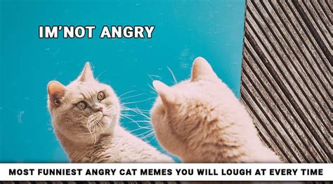 Funniest Angry Cat Memes You Will Laugh At Every Time