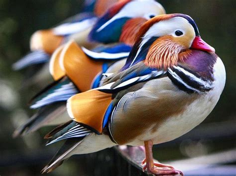 Mandarin Duckmandarin Ducks Are Bright Colored Medium Sized Duck