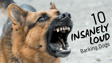 Loud Top 10 Most Barking Dog Breeds