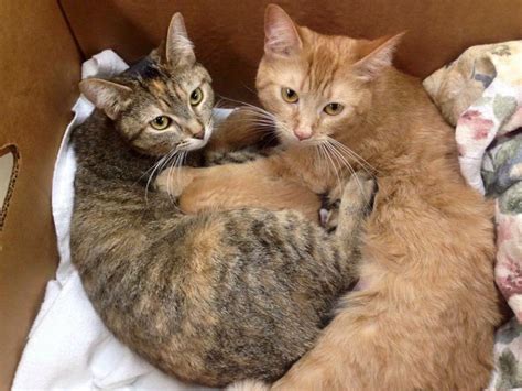 2 Rescue Mama Cats Found Clutched Together With 8 Babies Born Just Days