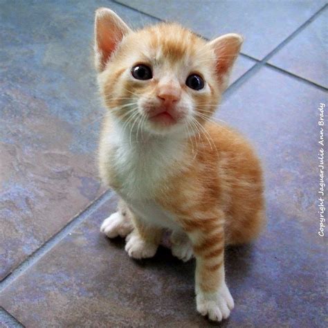 Julie Ann Brady Blog On Adopt A Kitten In Jacksonville