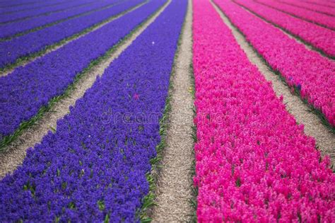 Dutch Flower Fields Stock Photo Image Of Famous Garden 114794144