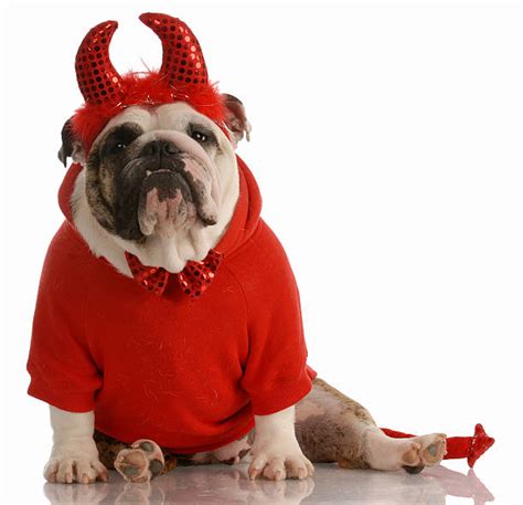 Dog Devil Costume Stock Photos Pictures And Royalty Free Images Istock