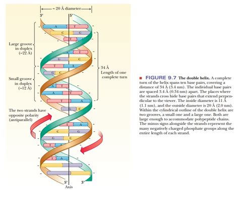 The Structure Of DNA