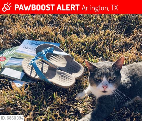 Lost Male Cat In Arlington Tx 76014 Named Bubba Id 6860394 Pawboost Free Download Nude Photo