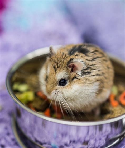 Dwarf Hamster For Sale Cheap And Super Cute In Victoria Park London Gumtree