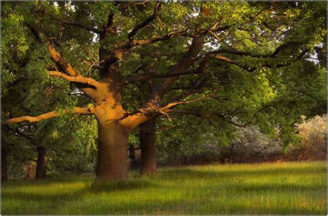 Green Oak Tree Green Oaks Landscape Photos