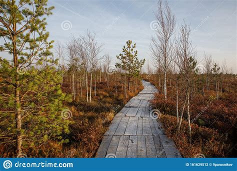 Wooden Path Walkway Through Wetlands Autumn Time Stock Photo Image