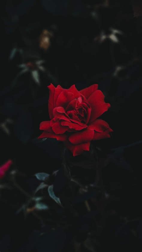 Cute Red Rose Aesthetic Wallpapers Wallpaper Cave