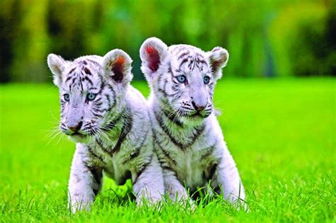 2 White Tiger Cubs In Pakistan Likely Died Of Covid 19 Zoo Officials