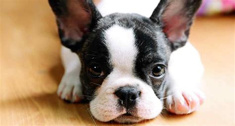 57 Tiny Boston Terrier Puppies Photo Bleumoonproductions