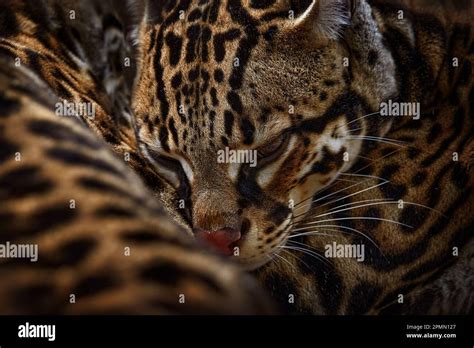 Detail Portrait Cat Ocelot Leopardus Wiedii In Tropical Forest