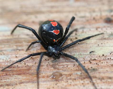 Southern Black Widow Latrodectus Mactans Bugguidenet