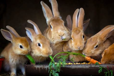 Do Rabbits Know And Recognize Their Siblings Rabbit Informer