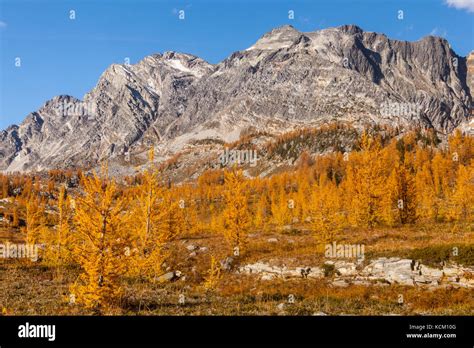 Mount Monica Above Fall Larches In Monica Meadows Purcell Mountains