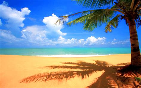 Download Beach With Palm Tree Cool Background By Wesleyc77 Palm
