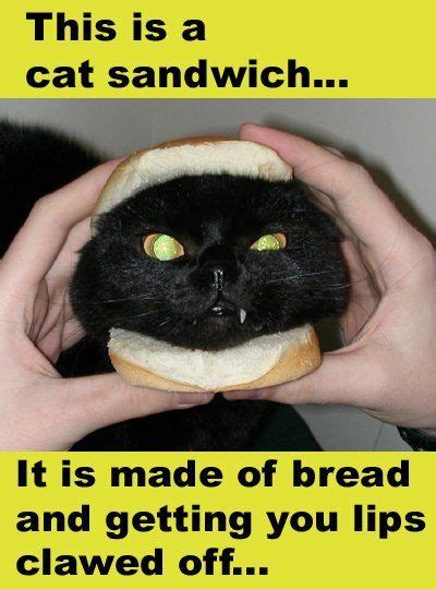 Cat Sandwich Funny Cat Pictures Cute Cats Crazy Cats