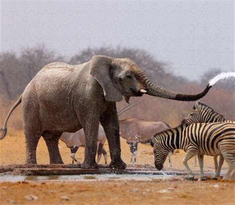 Afrikaanse Wilde Dieren Animals Wild Elephant Elephants Photos