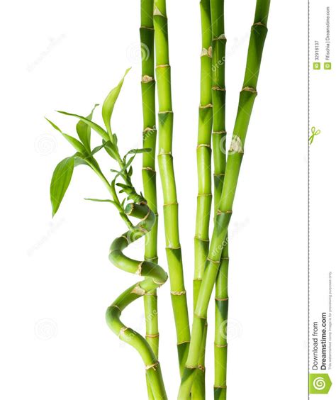 Bambou Six Tiges Image Stock Image Du Lame Closeup