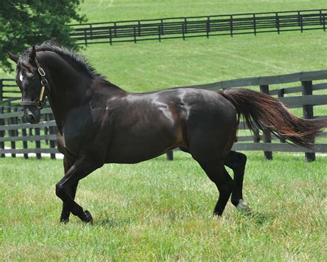More Than Ready In His Paddock Paddock Thoroughbred Stallion Studs
