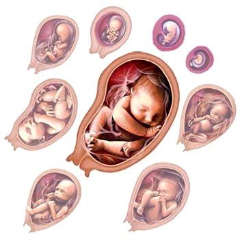 Warum ist der kopfumfang so wichtig? Baby's Entwicklung im Bauch - Juli 2019 BabyClub - BabyCenter