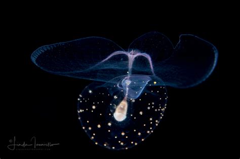 Sea Butterfly Thecosome Pteropod Corolla Spectabilis