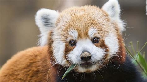 B There Are Two Species Of Red Panda Not Just One Cnn
