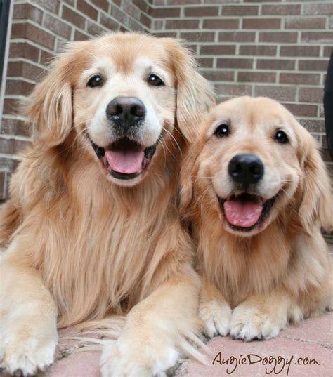 Goldens Just Smilere Pinned By
