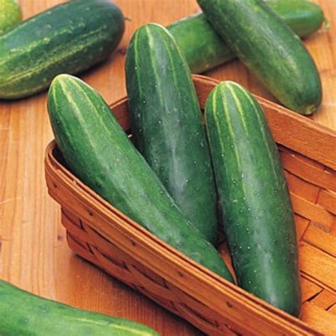 Buy F1 Hybrid Cucumber Seeds Online In Pakistan