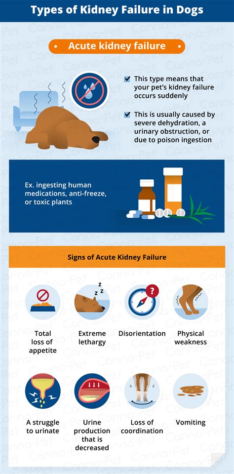 Kidney Failure In Dogs Signs And Causes Canna Pet®