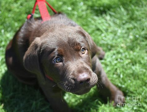 Precious Three Month Old Chocolate Lab Puppy Looking Up Photograph By