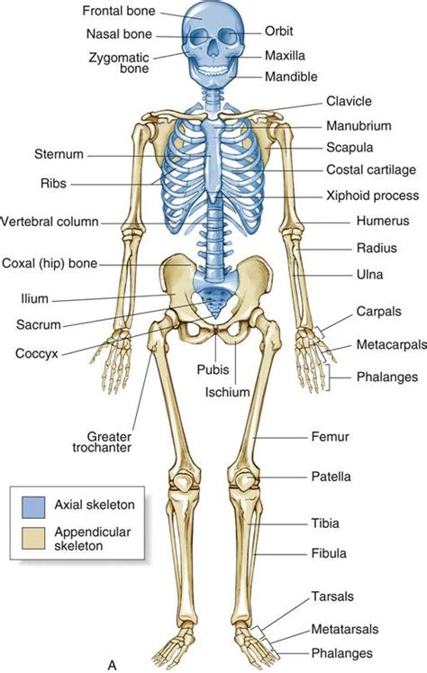 Anatomy Of The Bone Comprehensive Orthopaedics The Best Porn Website