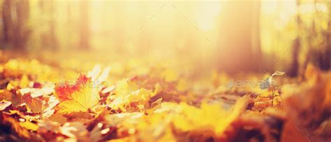 Autumn Leaves Background Yellow Maple Leaf Over Blurred Texture With