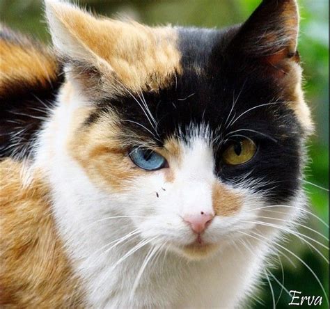 Cat With Heterochromia Iridum Pretty Cats Beautiful Cats Cats And