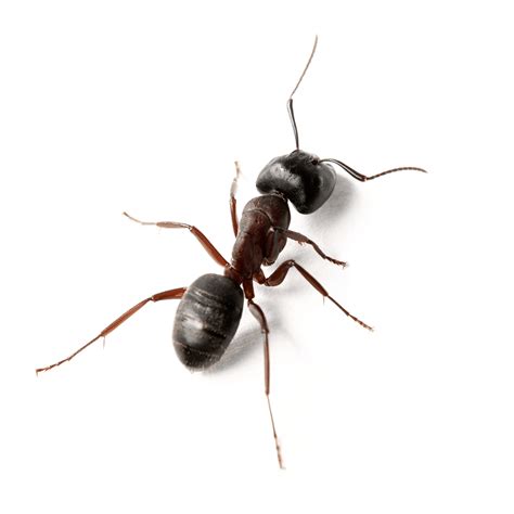 Argentine Ant Ark Pest Control And Prevention