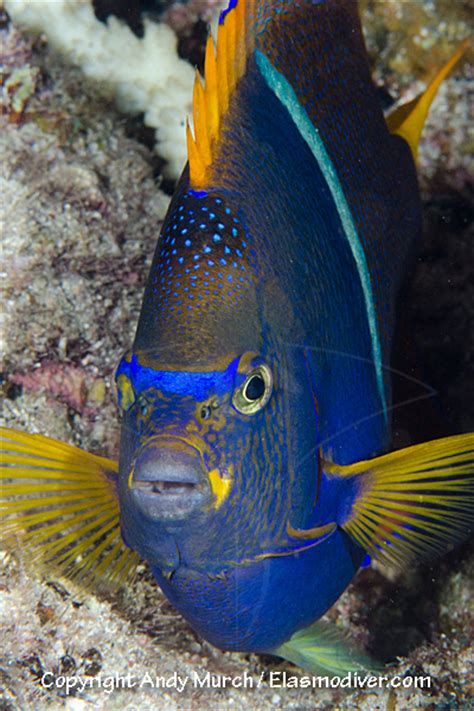 King Angelfish Pictures Images Of Holacanthus Passer