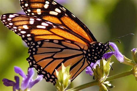 Inicia Llegada De Mariposa Monarca A México Para Periodo De Hibernación