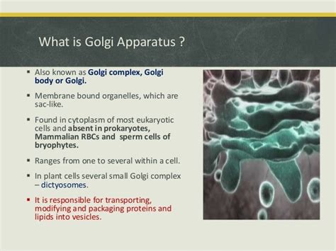 Golgi Apparatus Ppt Introduction Structure And Function