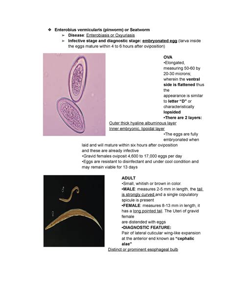 Enterobius Vermicularis Pinworm Or Seatworm Male Measures Mm
