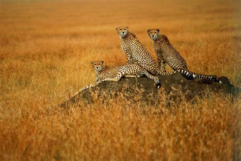 Amazing Wildlife Photography Suha Derbent 18 Photos