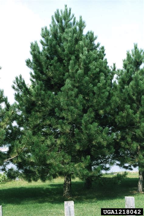 It is found in areas where it has been planted such as. Austrian pine, Pinus nigra (Pinales: Pinaceae) - 1218042