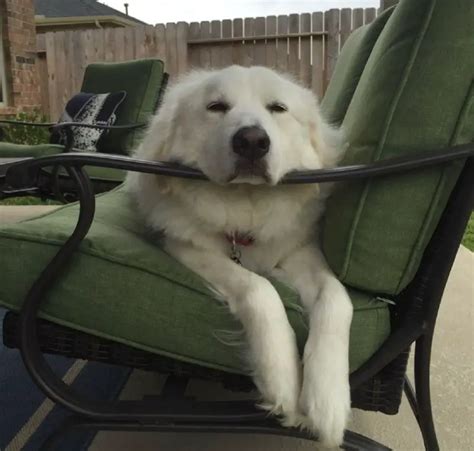 15 Reasons Why You Should Never Own Great Pyrenees Dogs Page 4 Of 5