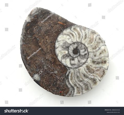 Sagittal Section Fossilized Ammonite Fossil Ammonites Stock Photo
